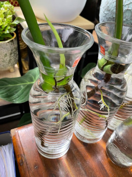 Plant in water met kale wortels Plant in water met kale wortels